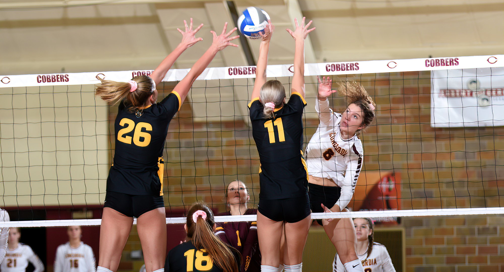 Senior Brook Carney hits the ball through the block for one of her 11 kills in the Cobbers' match with Gustavus. She now has 161 kills for the year.