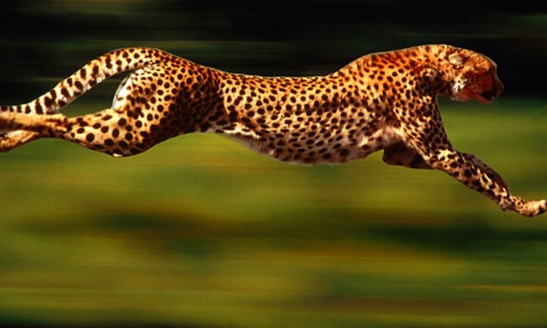Cheetah-Like Vickstrom Goes Even Faster