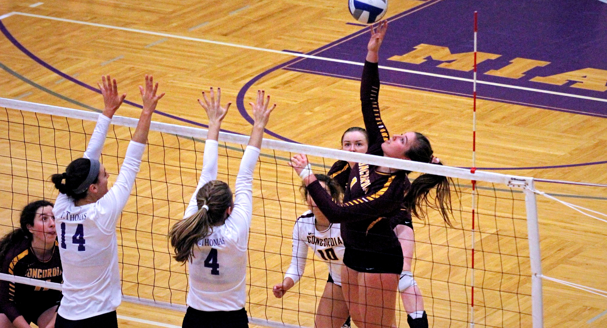 Senior Mandy Mercil goes up for one of her five kills in the Cobbers' MIAC playoff match at St. Thomas. (Pic courtesy of Haley Staffon - UST Sports Information)