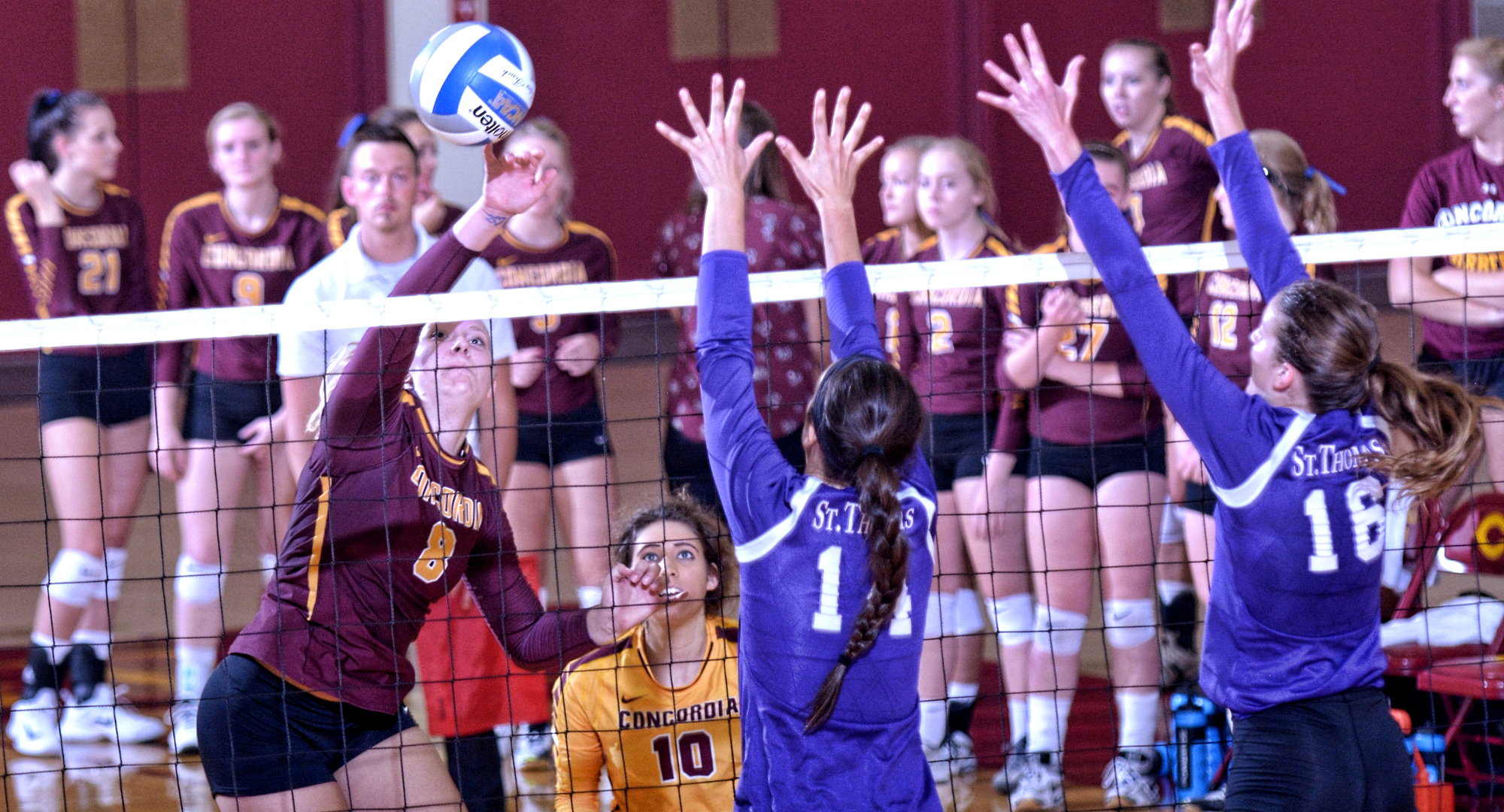 Cobber sophomore Brianna Carney goes up for one of her 11 match-high kills in the MIAC opener against St. Thomas.